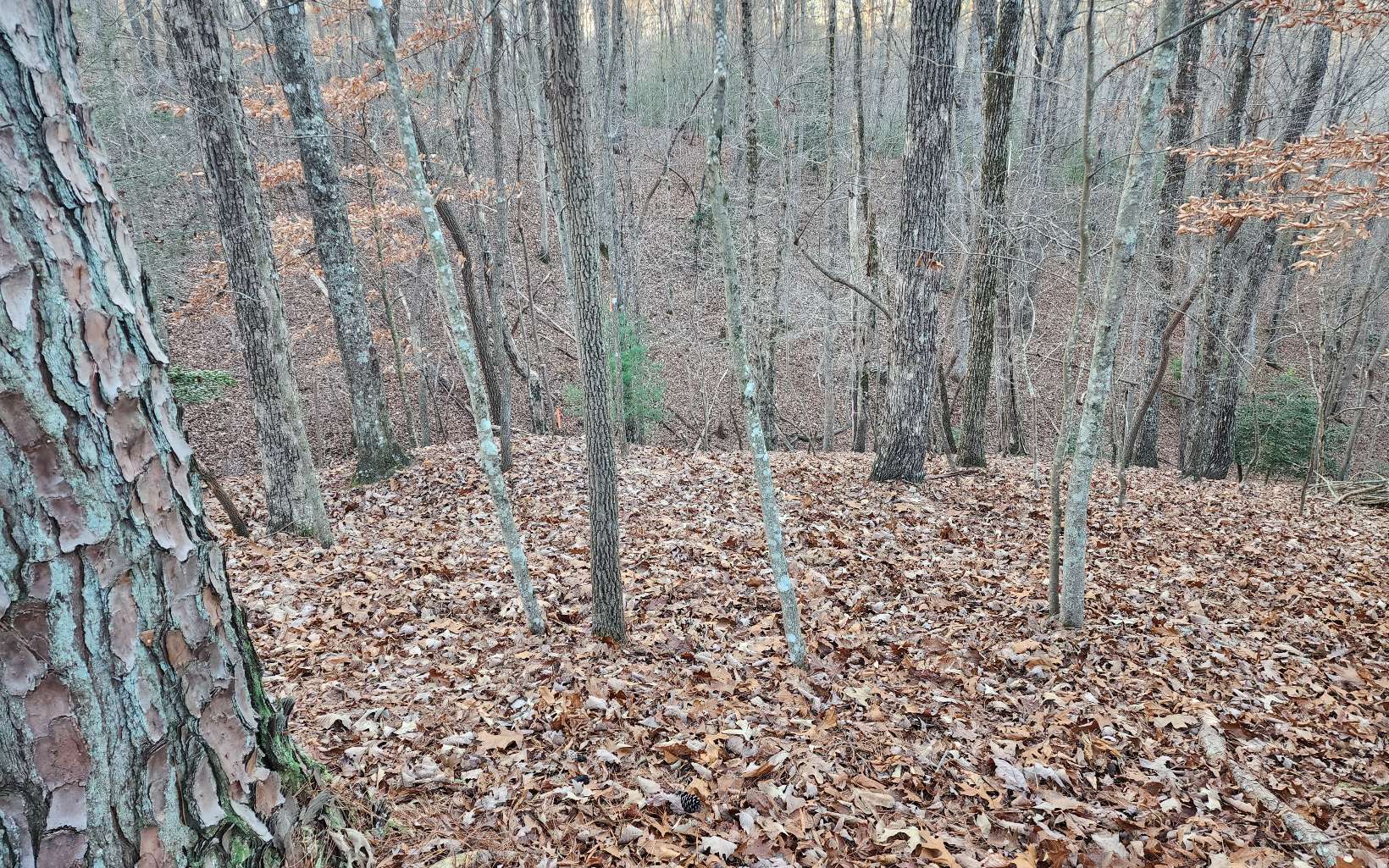 Pamela Ct (Lot 2237)