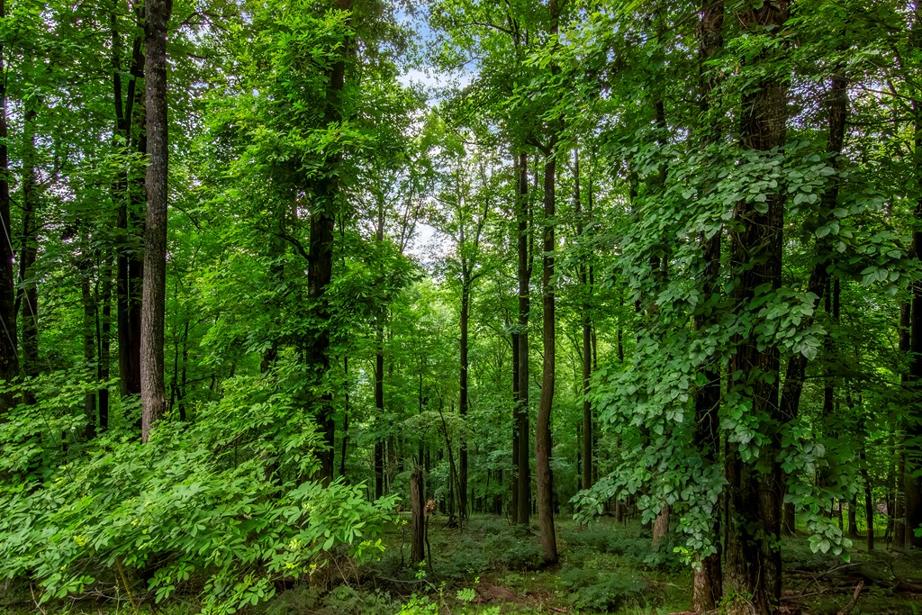 LOT M165 Walnut Mountain