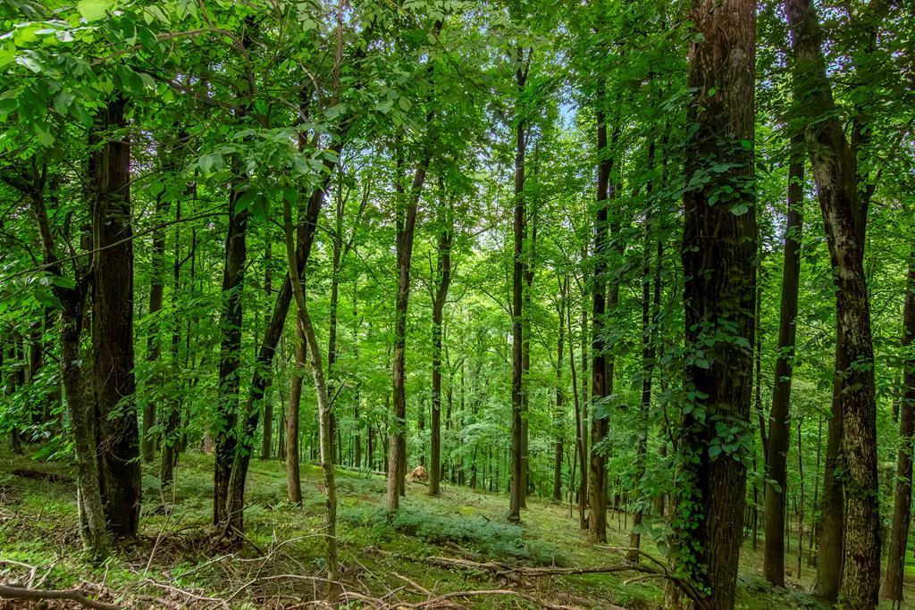 LOT M165 Walnut Mountain