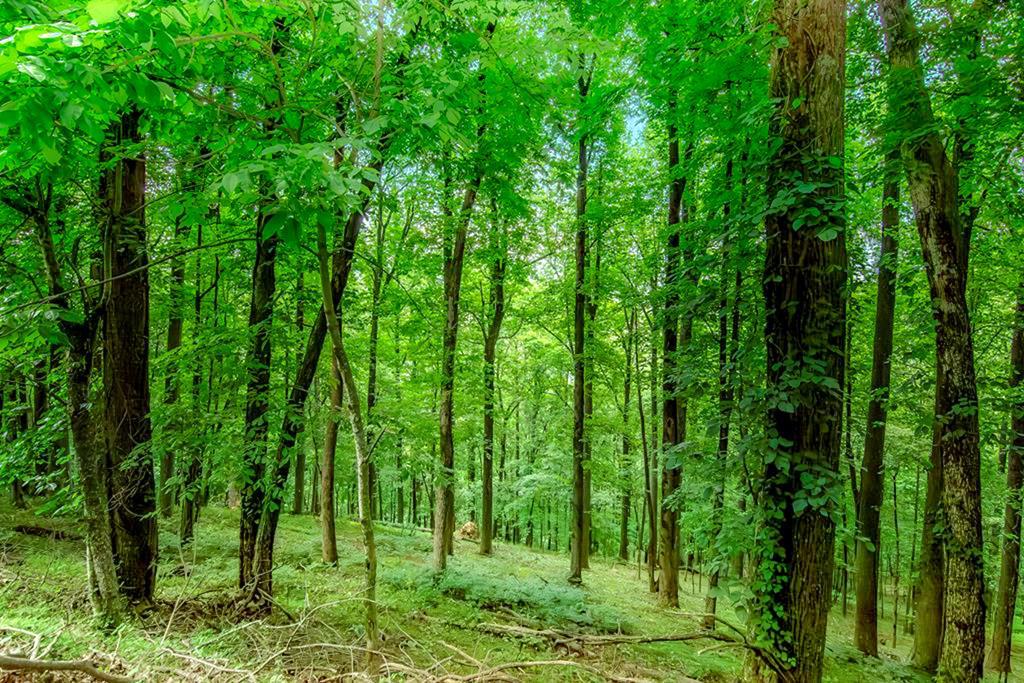 LOT M165 Walnut Mountain