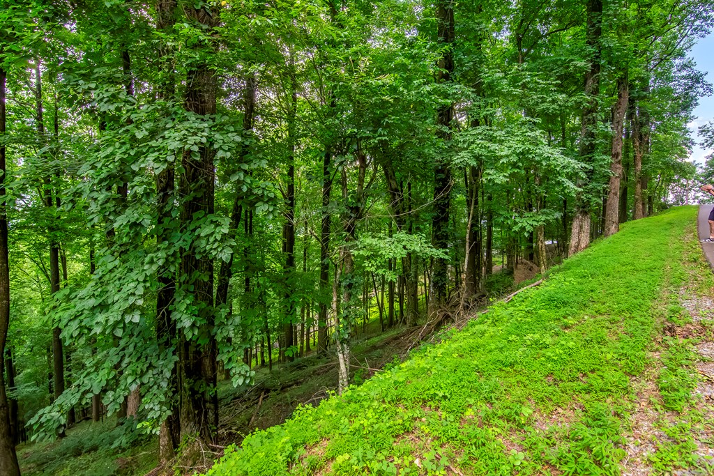 LOT M165 Walnut Mountain