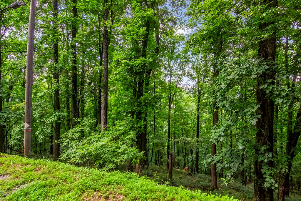 LOT M165 Walnut Mountain