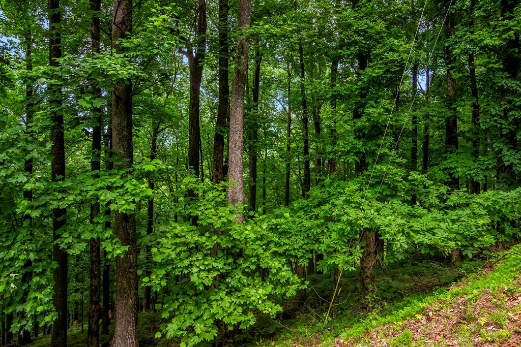 LOT M165 Walnut Mountain