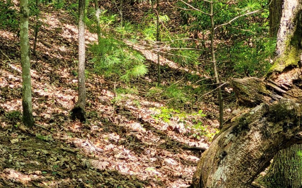 Lot 358 Waleska Lane