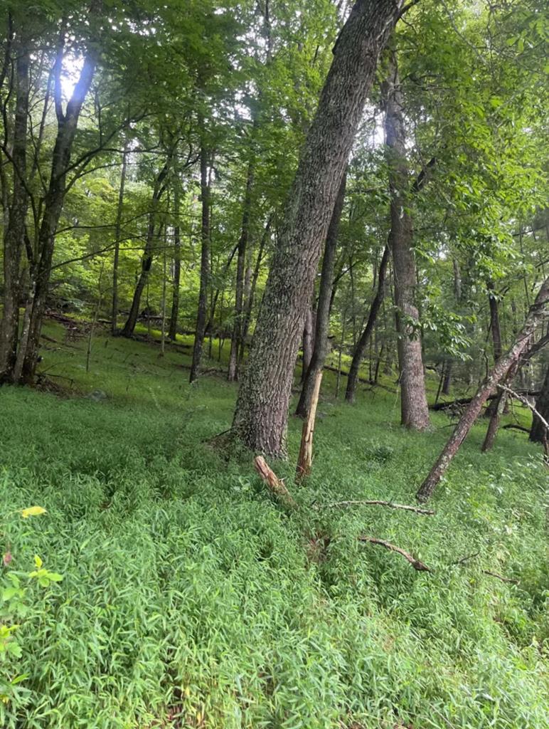TR 3B Wolf Pen Gap Road