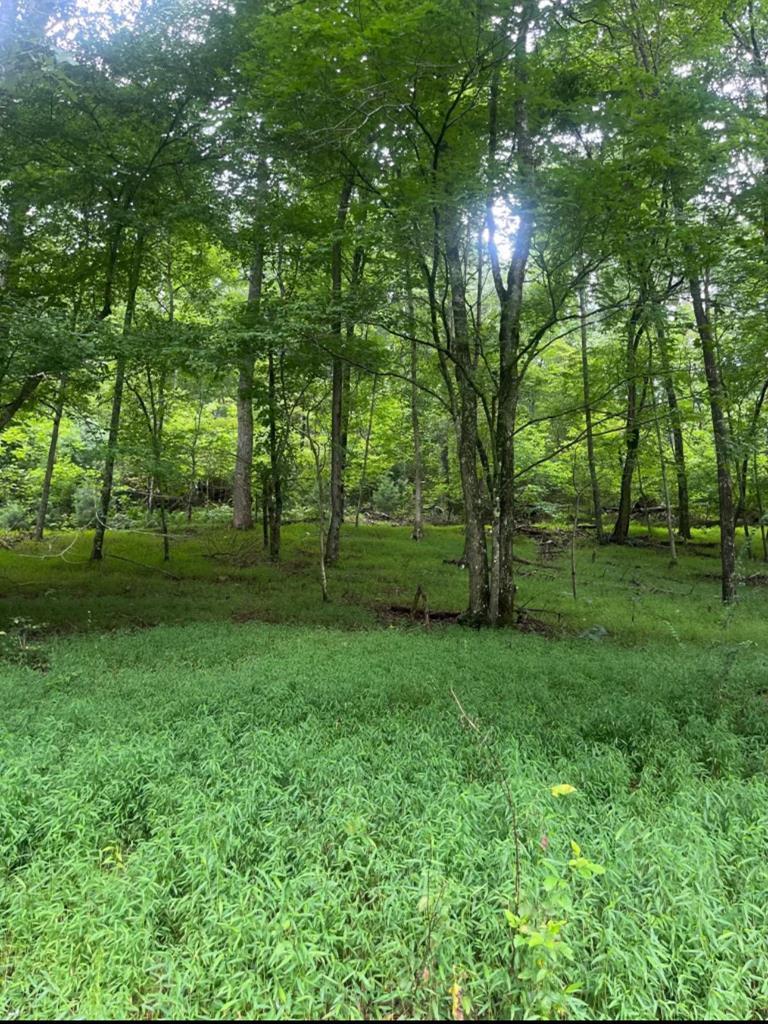 TR 3B Wolf Pen Gap Road