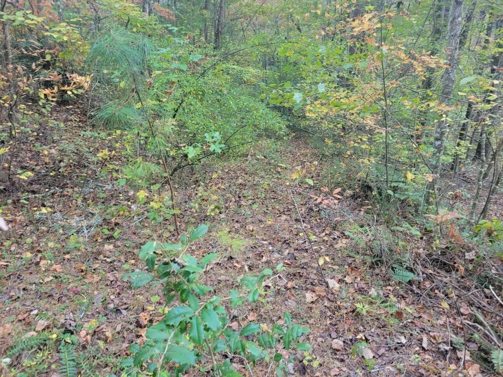 LOT 11 Oscar Court