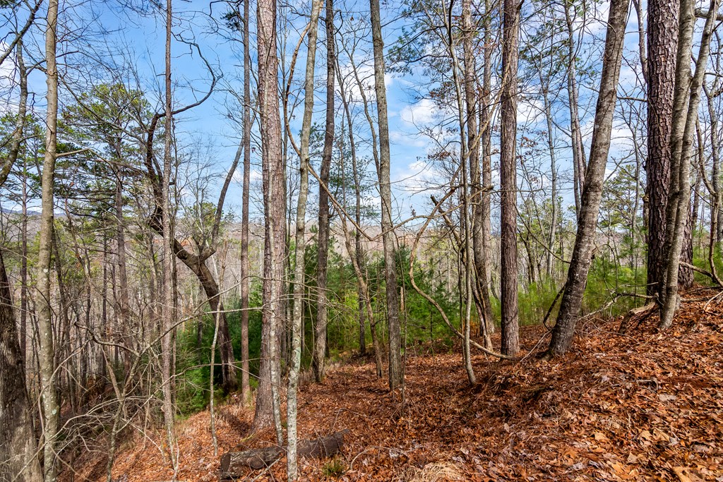 Ellijay