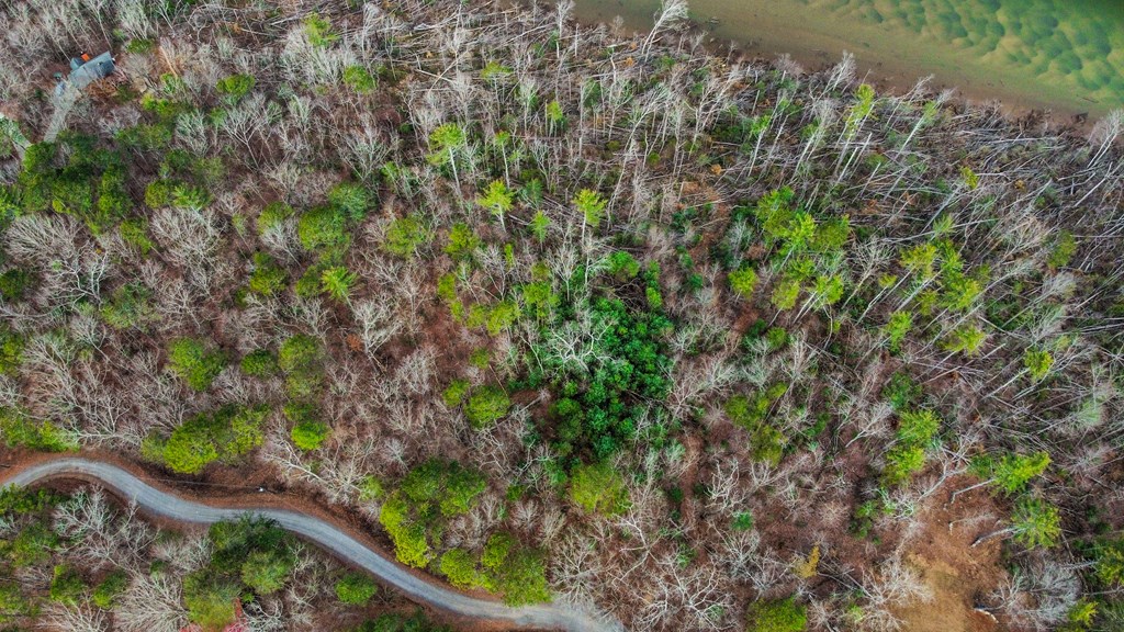 Ellijay
