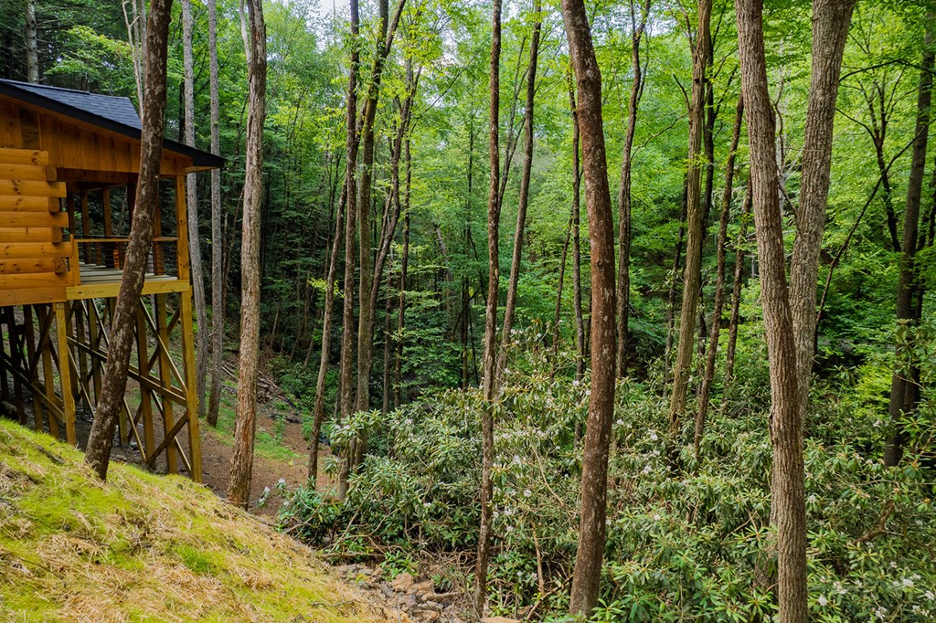 122 Laurel Creek Trail