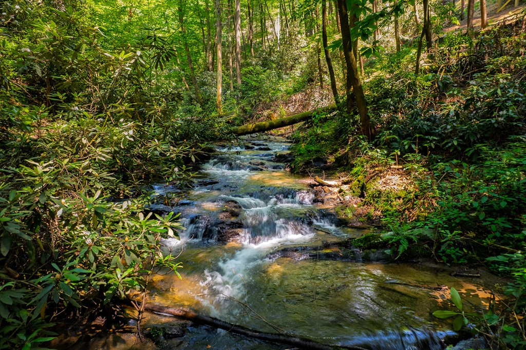 122 Laurel Creek Trail