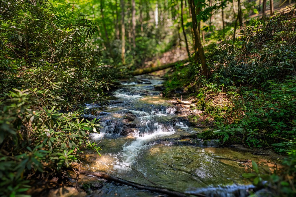 122 Laurel Creek Trail