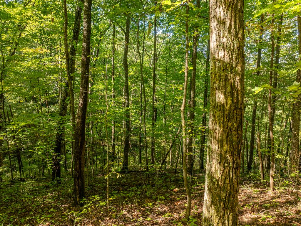 Lot 4 Wilderness Way