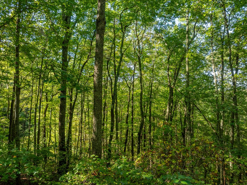Lot 4 Wilderness Way