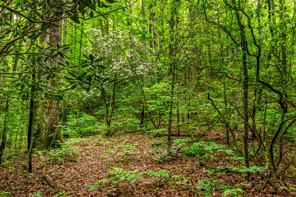 Lot 29 Mountain Spirit Way