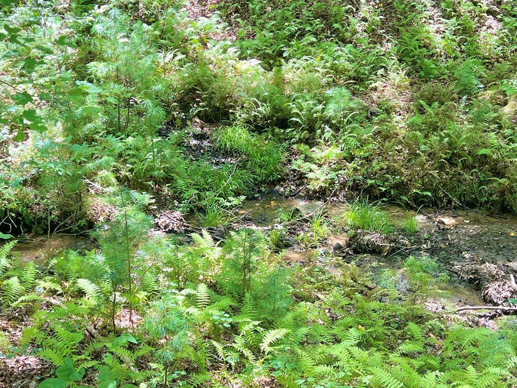 62 Peach Lane, Ellijay