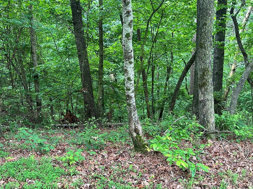 Lot 59 Timberwalk Drive