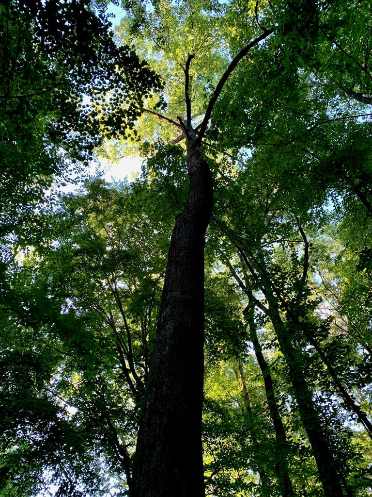 Lot 7 Highpoint Ridge Road