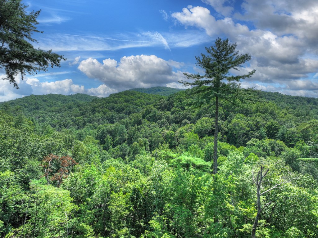 146 Hickory Nut Trail