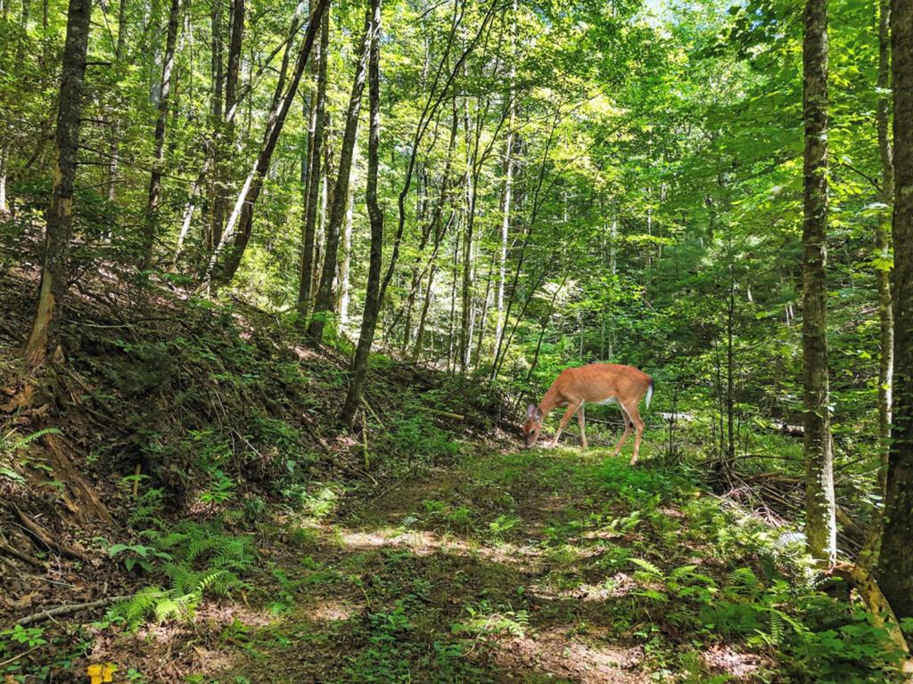 245+/-AC Gates Chapel Road
