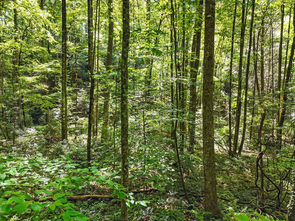 245+/-AC Gates Chapel Road
