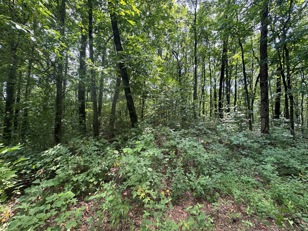 18 ACRES S Piney Spur Road S