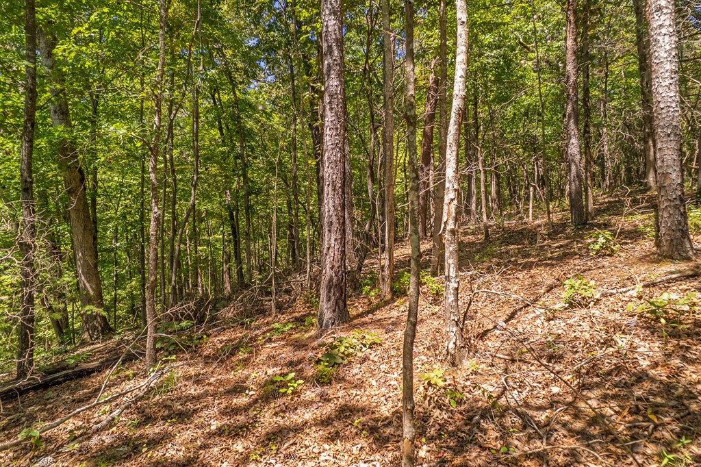 Lot 1 Harris Branch Road E