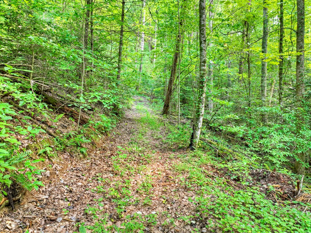 1362 Cherry Log Street