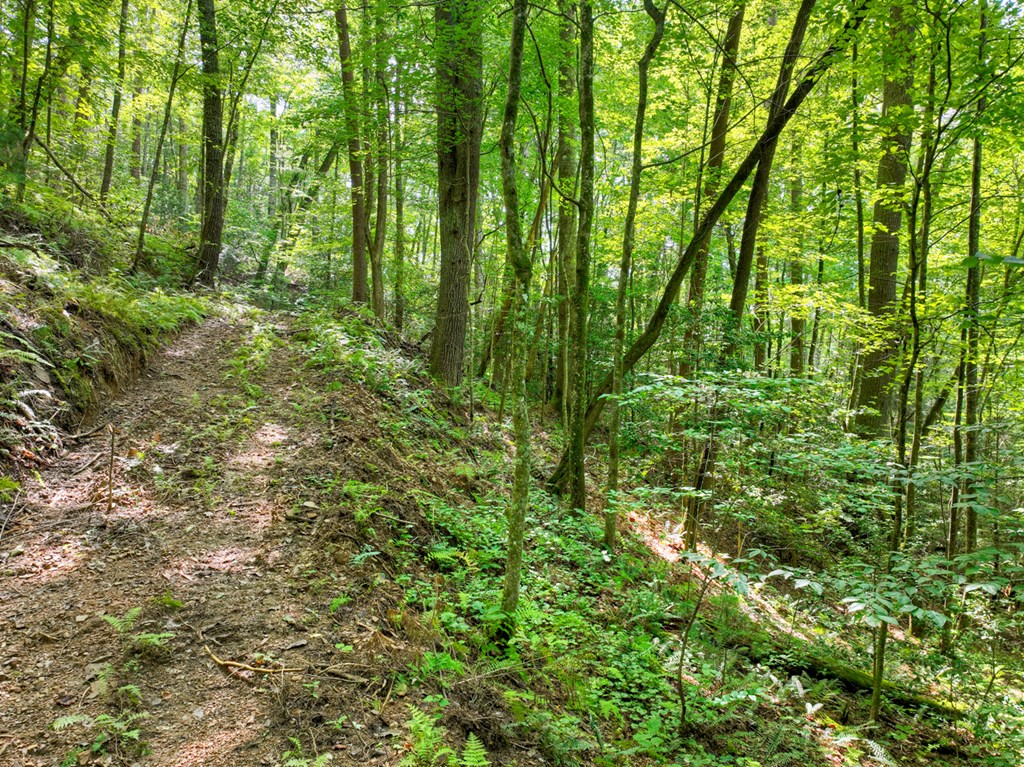 1362 Cherry Log Street