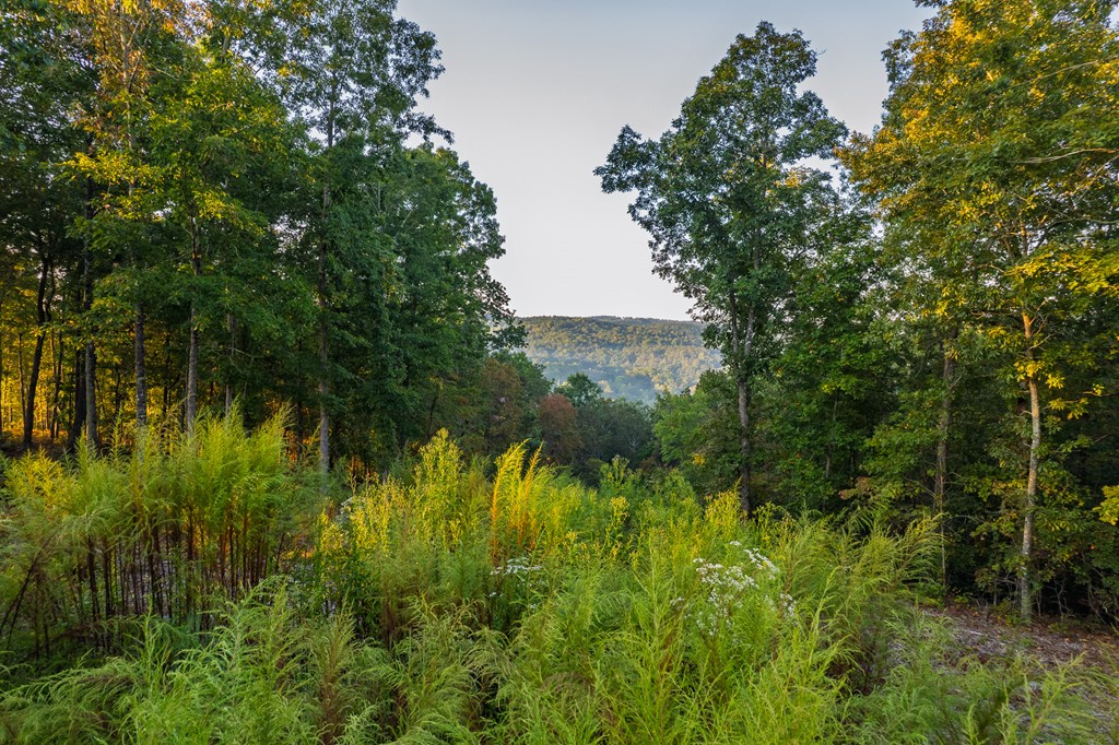 Lot 290 Anglers Ridge Road