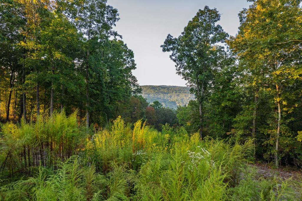 Lot 290 Anglers Ridge Road
