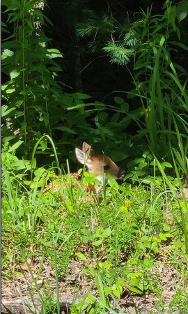 7.67 AC Oak Hill Drive