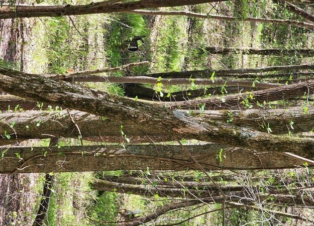 7.67 AC Oak Hill Drive