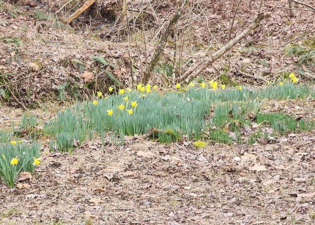 7.67 AC Oak Hill Drive