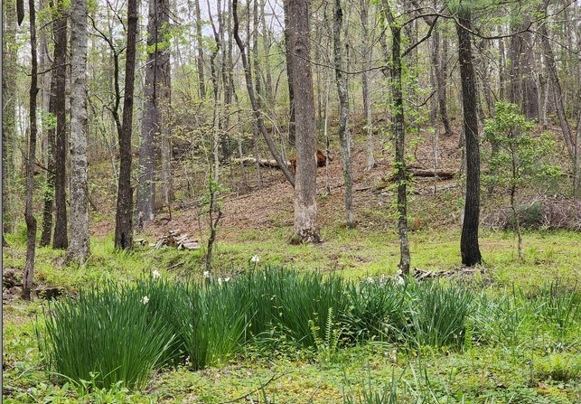 7.67 AC Oak Hill Drive