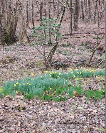 7.67 AC Oak Hill Drive