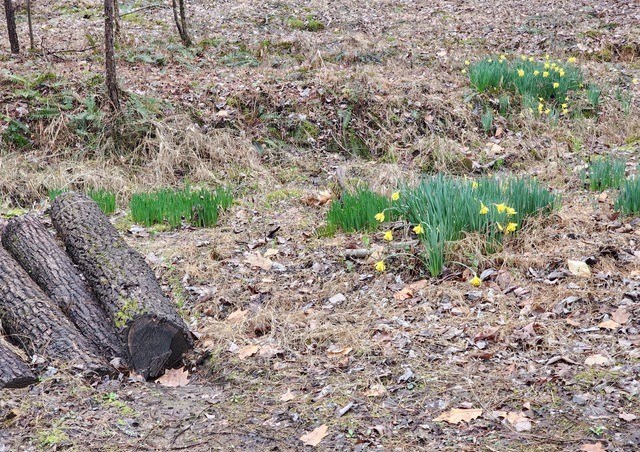 7.67 AC Oak Hill Drive