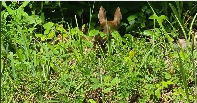 7.67 AC Oak Hill Drive