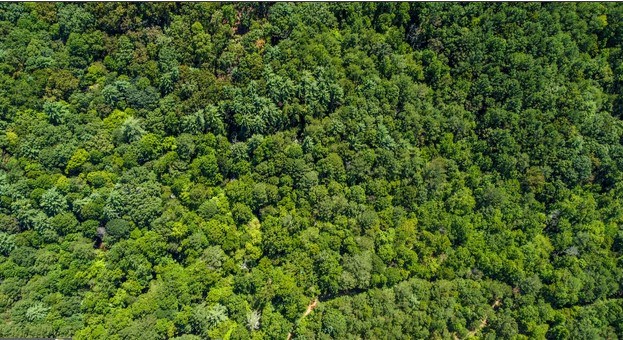 7.67 AC Oak Hill Drive