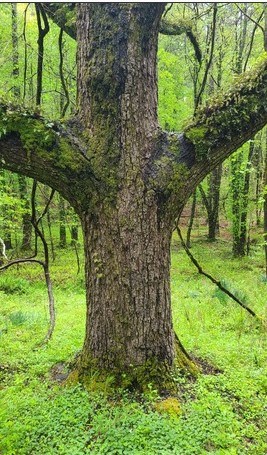 7.67 AC Oak Hill Drive