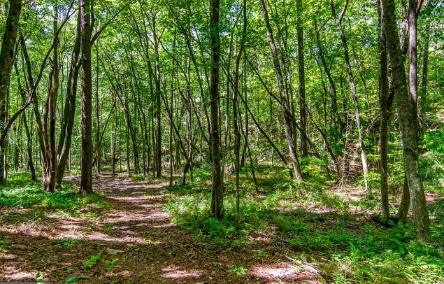 7.67 AC Oak Hill Drive