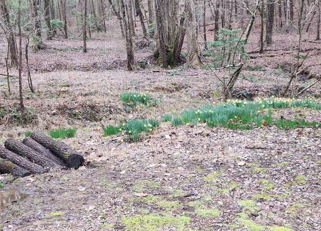 7.67 AC Oak Hill Drive