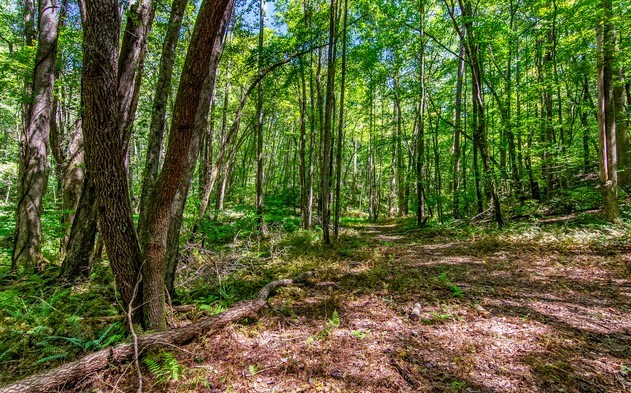 7.67 AC Oak Hill Drive