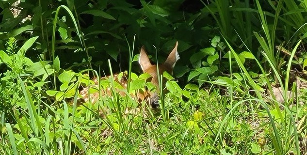 7.67 AC Oak Hill Drive