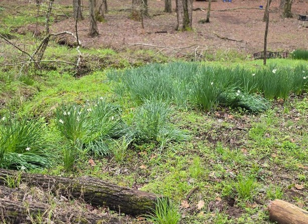 7.67 AC Oak Hill Drive