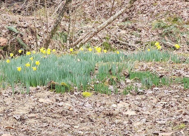 7.67 AC Oak Hill Drive