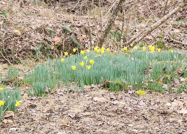 7.67 AC Oak Hill Drive