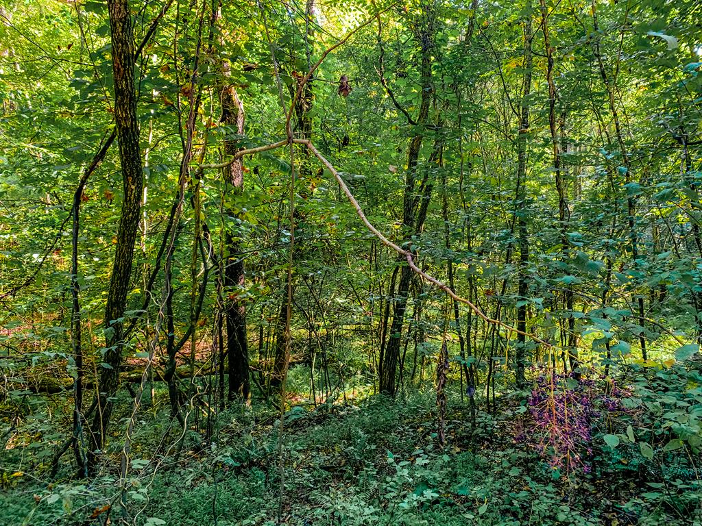 Lot 10 Johnston Road