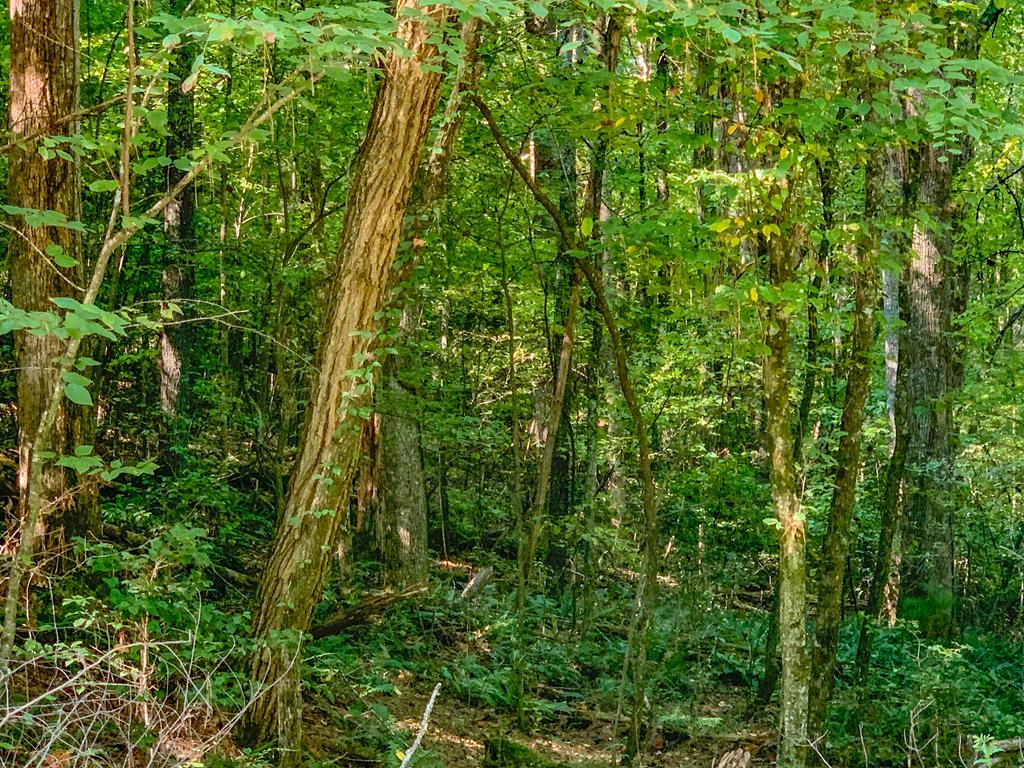 Lot 10 Johnston Road