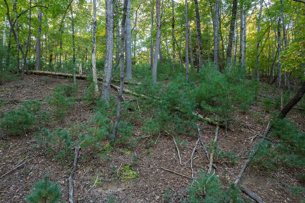 228 Toccoa Court